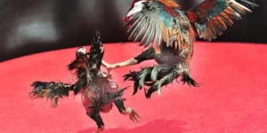 Tuyệt Kỹ Cách Chơi Đá Gà Sabong Tại EV99 Thắng Lớn